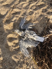 Rissa tridactyla tridactyla