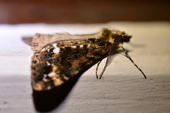 Pseudocoremia leucelaea