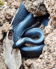 Cryptophis nigrescens