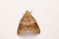 Bastilla hamatilis
