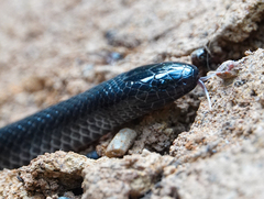 Cryptophis nigrescens