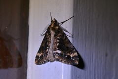 Pseudocoremia leucelaea