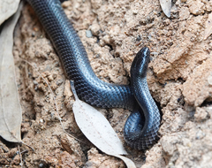 Cryptophis nigrescens
