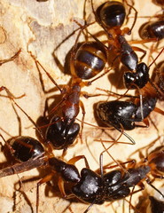 Camponotus confusus