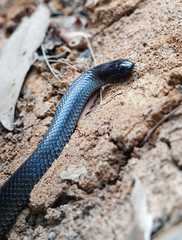 Cryptophis nigrescens