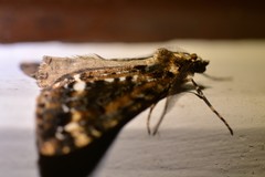 Pseudocoremia leucelaea