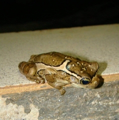 Trachycephalus mesophaeus