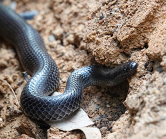 Cryptophis nigrescens