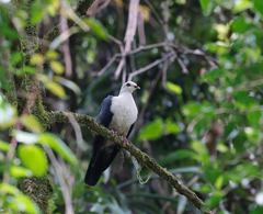 Columba leucomela