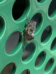 Popplepsalta notialis