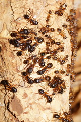 Camponotus confusus