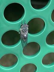 Popplepsalta notialis