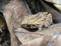 Craugastor polyptychus