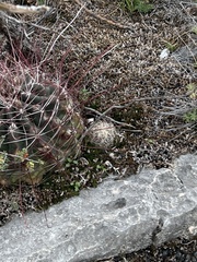 Coryphantha echinus