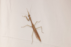Archimantis latistyla