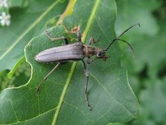 Stenocorus meridianus