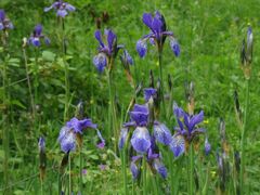 Iris sibirica