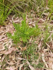 Senecio bipinnatisectus