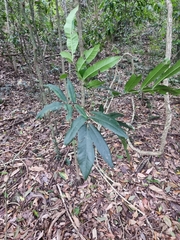 Dysoxylum rufum