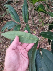 Dysoxylum rufum
