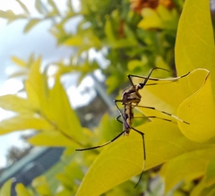 Toxorhynchites speciosus