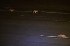 Chloroclystis filata