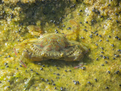 Callinectes marginatus