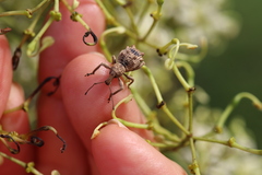 Leptopius tetraphysodes