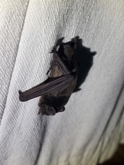 Chalinolobus gouldii