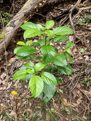 Dendrocnide photiniiphylla