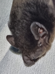 Chalinolobus gouldii