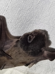 Chalinolobus gouldii