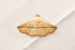 Eublemma perversicolor