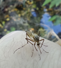 Aedes vittiger