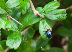 Parheminodes pulcher