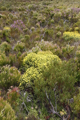 Chrysocoma coma-aurea