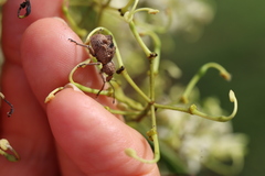 Leptopius tetraphysodes