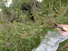 Vitex negundo