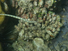 Corythoichthys haematopterus