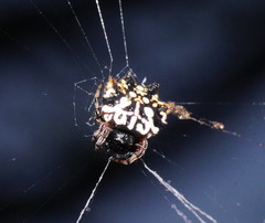 Gasteracantha sacerdotalis