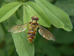 Episyrphus