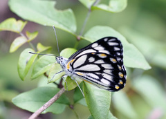 Belenois java teutonia
