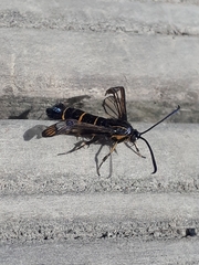Synanthedon tipuliformis
