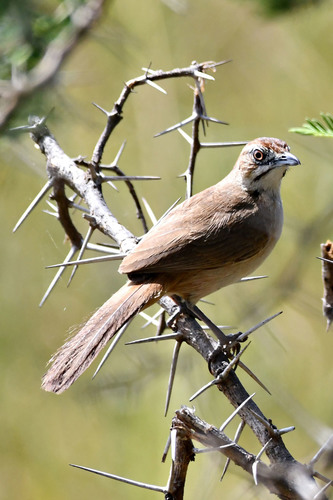 Moustached Grass-Warbler