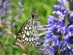 Heteropterus morpheus