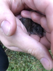Antechinus agilis