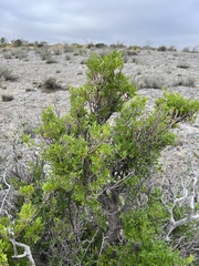 Fraxinus greggii