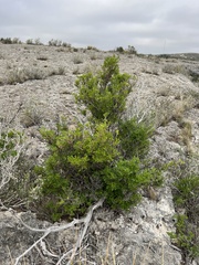 Fraxinus greggii