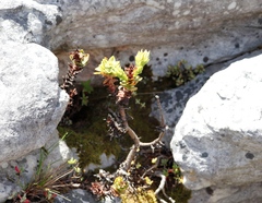 Crassula coccinea