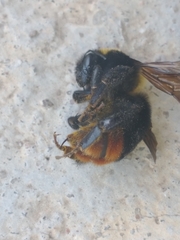 Bombus bellicosus